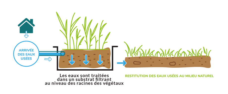 Principe de la phytoépuration