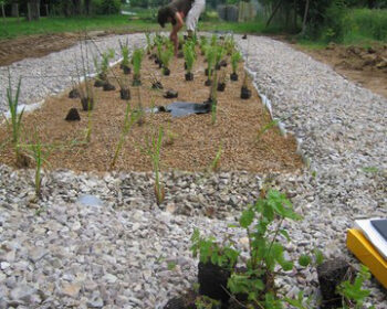 Disposition des plantes.